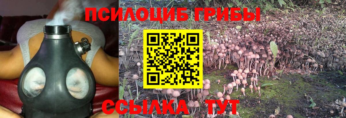 Псилоцибиновые грибы Psilocybe Нягань